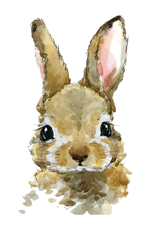 Illustration lapin