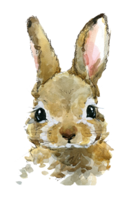 Illustration lapin Illustration lapin